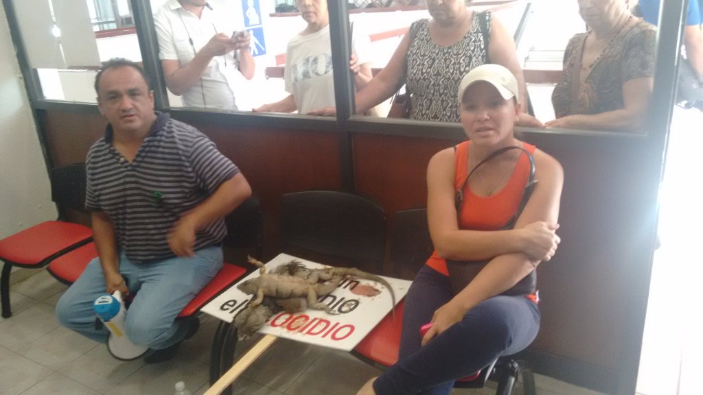 Ambientalistas acudieron al Ayuntamiento de Benito Juárez para presentar varios ejemplares de animales muertos tras la tala del manglar en Malecón Tajamar. (Foto: @MLuisaVazquez)