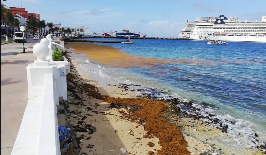 recale sargazo en playas de Cozumel