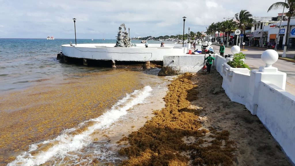 recale sargazo en playas de Cozumel