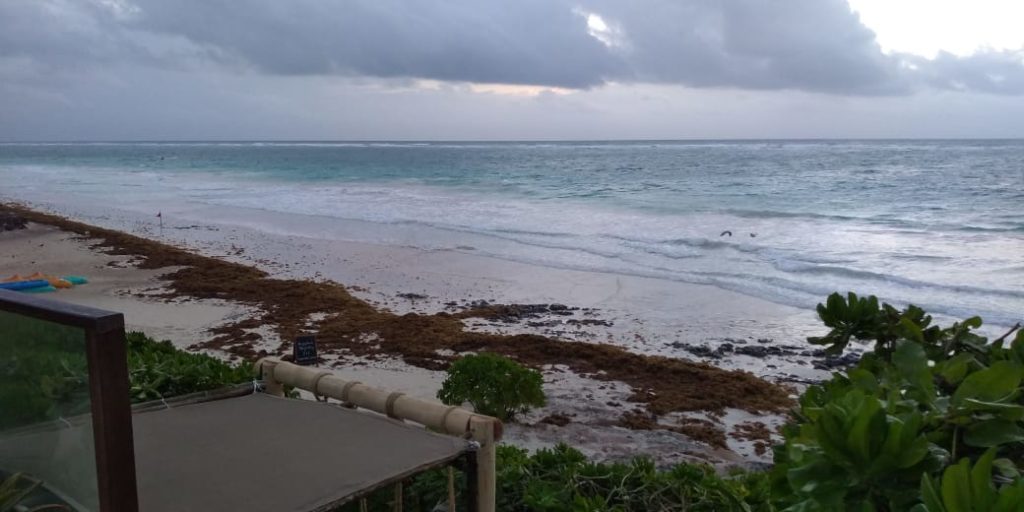 Ante contingencia ambiental, especialistas descartan idea de hundir sargazo en el mar