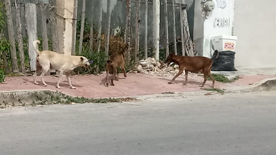 vecinos de la colonia Proterritorio de Chetumal denuncian ataques de perros callejeros