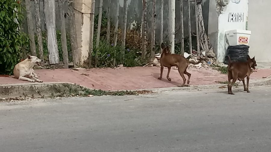 vecinos de la colonia Proterritorio de Chetumal denuncian ataques de perros callejeros