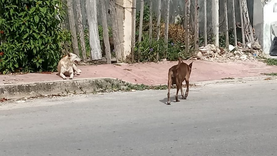 vecinos de la colonia Proterritorio de Chetumal denuncian ataques de perros callejeros