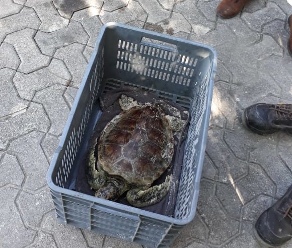 tortuga blanca llega a costas de Playa del Carmen