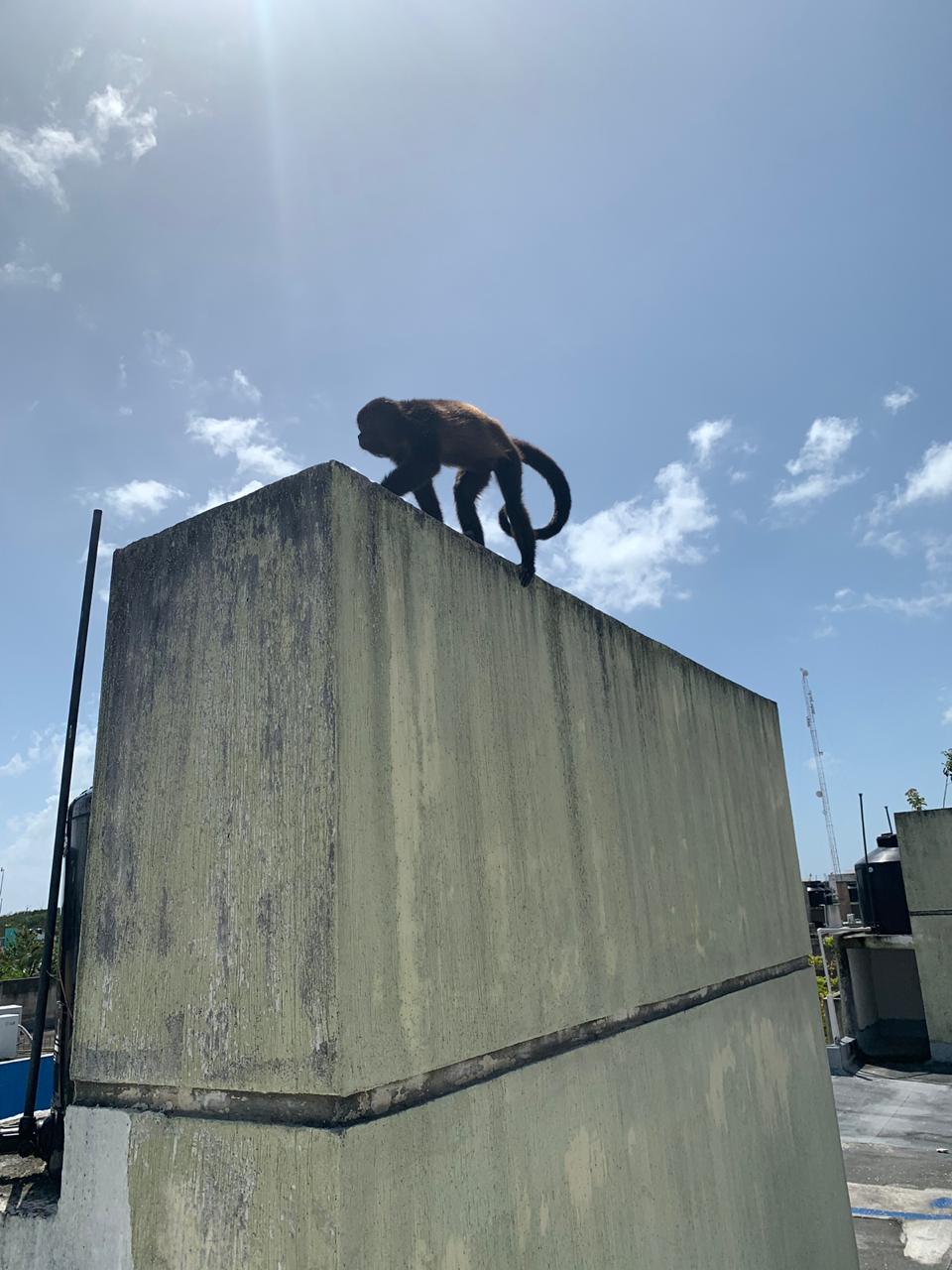 rescatan a mono aullador en Palmas 1 en Playa del Carmen