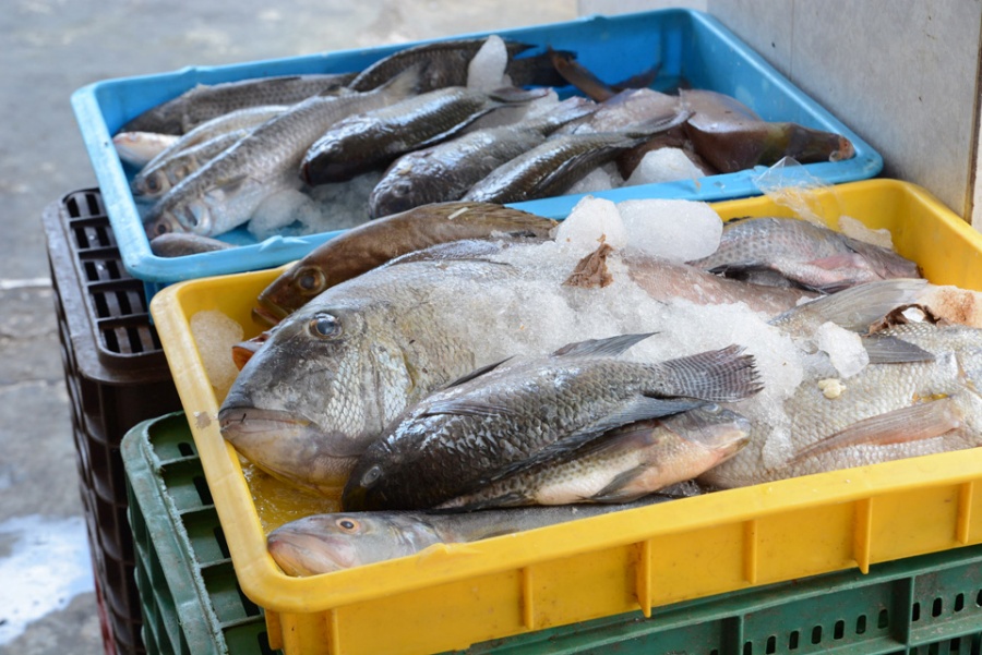 Cofepris aumenta la vigilancia por la venta de pescados y mariscos -  Noticaribe