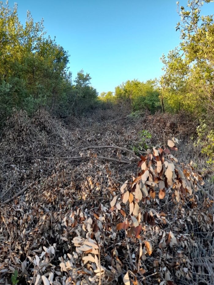 Denuncian tala de manglares en Tulum para hacer caminos