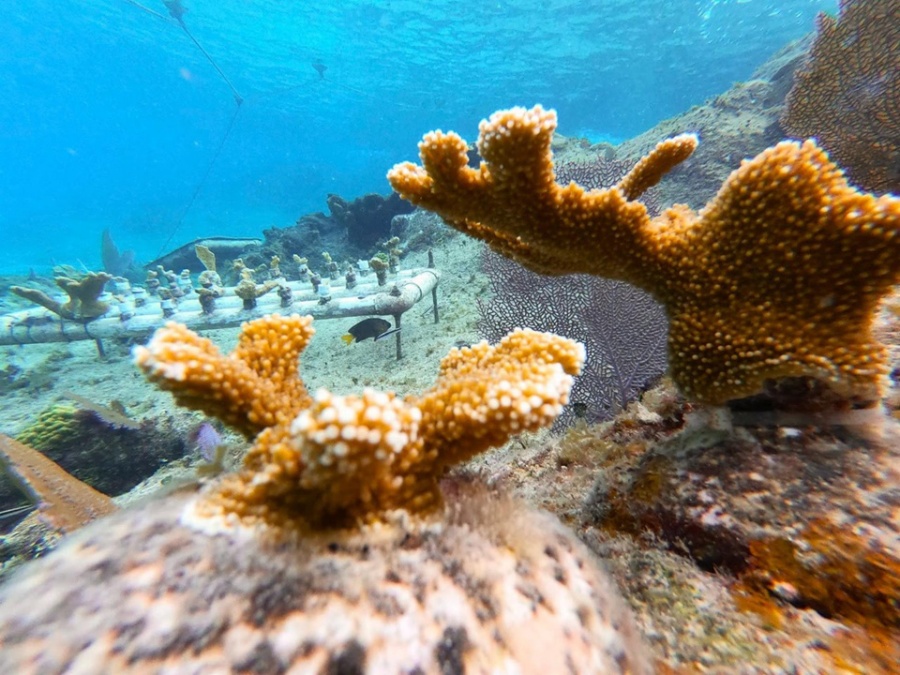 Continúa la siembra y crecimiento de corales en Cozumel | Noticaribe