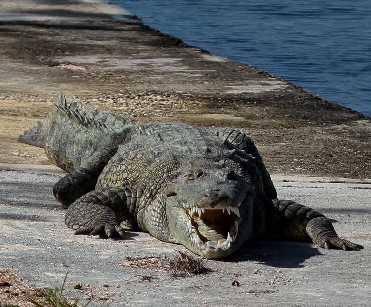 Resaltan la importancia del cocodrilo para mantener un ecosistema sano en  la laguna de Nichupté - Noticaribe