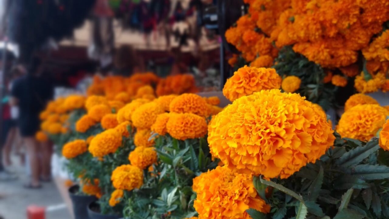 Comienza la venta de flores de cempasúchil en el Mercado 23 de Cancún -  Noticaribe