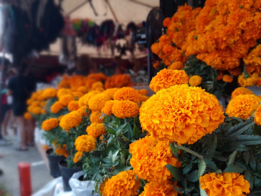 Comienza la venta de flores de cempasúchil en el Mercado 23 de Cancún -  Noticaribe