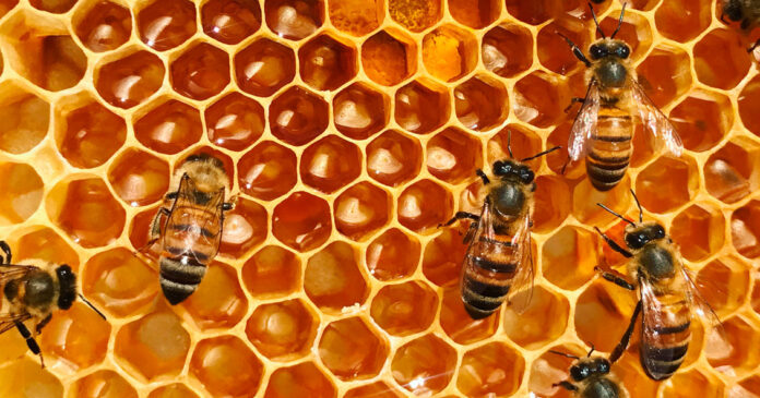 ene19s0303_colmenas_abejas_panal_miel