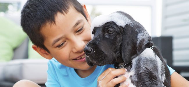 Perrito