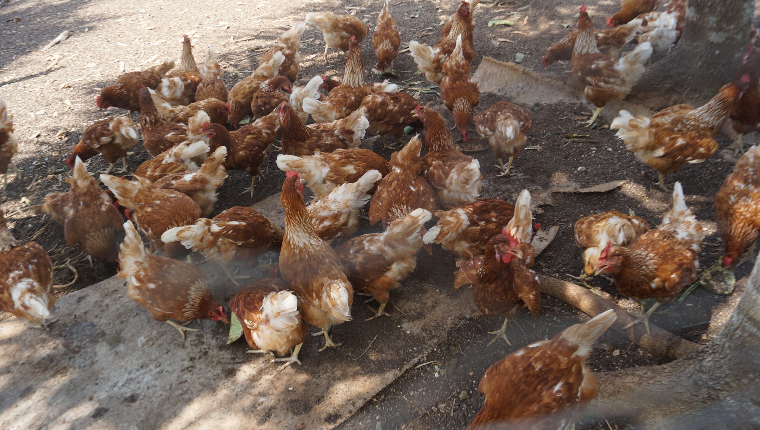 Quintana Roo mantiene vigilancia sanitaria por ingreso de pollos  provenientes de Yucatán - Noticaribe