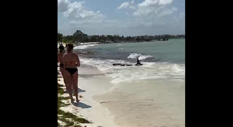 Muere cachalote pigmeo tras encallar en playa de Cancún