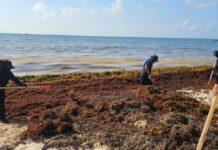Mantienen espectativas positivas para Playa del Carmen pese a problemática del sargazo