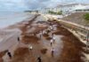 RIESGO REAL DE PERDER COMPETITIVIDAD: Empresarios plantean que el sargazo sea declarado desastre natural por su impacto económico en el Caribe Mexicano