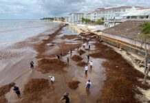 RIESGO REAL DE PERDER COMPETITIVIDAD: Empresarios plantean que el sargazo sea declarado desastre natural por su impacto económico en el Caribe Mexicano