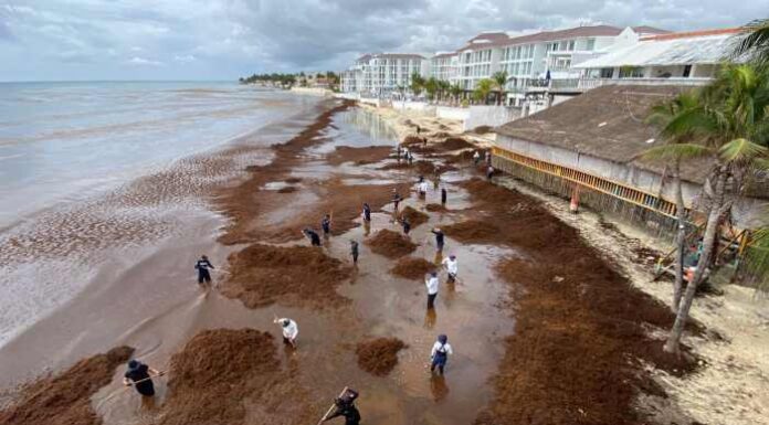 RIESGO REAL DE PERDER COMPETITIVIDAD: Empresarios plantean que el sargazo sea declarado desastre natural por su impacto económico en el Caribe Mexicano
