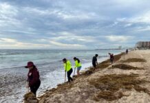 Se prepara Cancún para los meses de mayor recale de sargazo