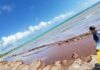 Investigan aplicación del sargazo en ganadería y agricultura en Playa del Carmen