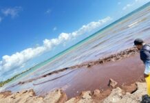 Investigan aplicación del sargazo en ganadería y agricultura en Playa del Carmen