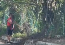Captan a cocodrilo en la colonia Donceles 28 de Cancún; hombre usó rama para alejarlo