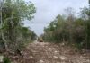 Exigen activistas frenar construcción de carretera sobre el sistema Sac Actun en Tulum; ven riesgo de contaminación para el acuífero
