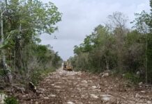 Exigen activistas frenar construcción de carretera sobre el sistema Sac Actun en Tulum; ven riesgo de contaminación para el acuífero
