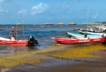Inconstante actividad para cooperativistas que ofrecen servicios turísticos en Playa del Carmen; sargazo en descomposición causa daño a embarcaciones
