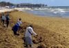 Confirman aproximación de gran mancha de sargazo a costas de Q. Roo; buscan estrategias para recolectar la macroalga desde el mar a fin de evitar que llegue a las playas