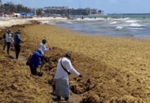 Confirman aproximación de gran mancha de sargazo a costas de Q. Roo; buscan estrategias para recolectar la macroalga desde el mar a fin de evitar que llegue a las playas