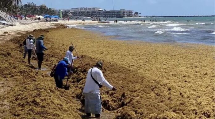 Confirman aproximación de gran mancha de sargazo a costas de Q. Roo; buscan estrategias para recolectar la macroalga desde el mar a fin de evitar que llegue a las playas