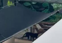 YUCATÁN | Vecinos de Conkal piden intervención de Profepa por pantera negra enjaulada en zona habitacional