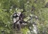 Reubican colonia de abejas tras operativo de dos horas en José María Morelos