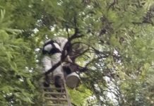 Reubican colonia de abejas tras operativo de dos horas en José María Morelos
