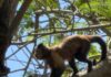 MÉRIDA | Se escapa mono capuchino del zoológico del Centenario; lo capturan tras casi tres horas de búsqueda