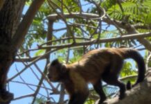 MÉRIDA | Se escapa mono capuchino del zoológico del Centenario; lo capturan tras casi tres horas de búsqueda