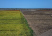 Entre la selva y monocultivos: la expansión menonita y agrícola que transforma el sur de Yucatán