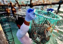 Esperan pescadores que sargazo no afecte captura de langosta en Cozumel