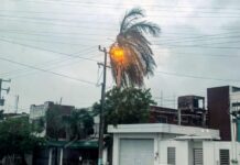 Ramas de palmera provocan cortocircuito y apagón en Chetumal