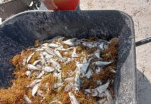 Mortandad de peces, fenómeno que afecta al Caribe internacional, señalan expertos; presencia del sargazo cambia parámetros de calidad de agua