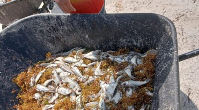 Mortandad de peces, fenómeno que afecta al Caribe internacional, señalan expertos; presencia del sargazo cambia parámetros de calidad de agua