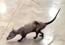 Aclara IMSS presencia de tlacuache en el Hospital Regional No. 17 de Cancún