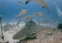 Regresará este mes el Festival del Tiburón Toro en Playa del Carmen