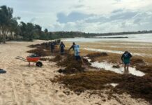 Barrera antisargazo adquirida por colonos de Puerto Aventuras pendiente de arribar a causa de procedimientos aduanales