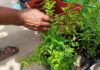 Productores buscan rescatar el uso de plantas curativas en José María Morelos