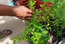Productores buscan rescatar el uso de plantas curativas en José María Morelos