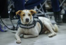 MÉRIDA | Atiende Ayuntamiento 100 denuncias de maltrato animal con operativo especial; anuncia 600 esterilizaciones gratuitas