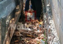 Rescatan a perro en malas condiciones en JMM; vecinos sospechan maltrato o envenenamiento